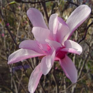 Magnolias (Can’t Be Real)