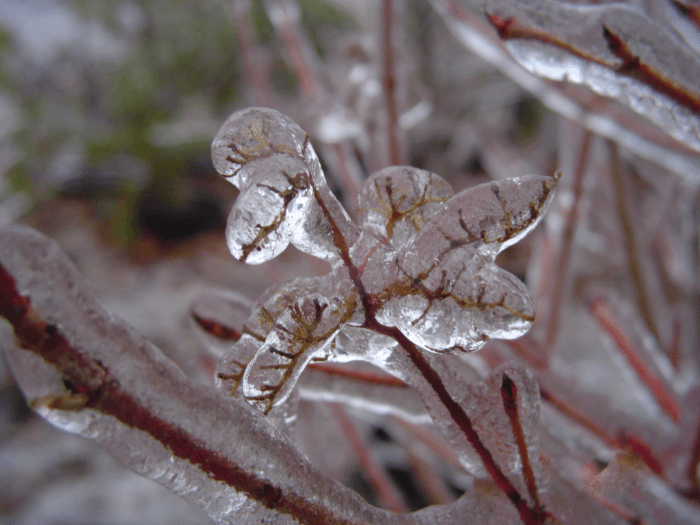 Spring Frost and My Reputation