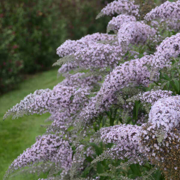 Buddleia Grand Cascade