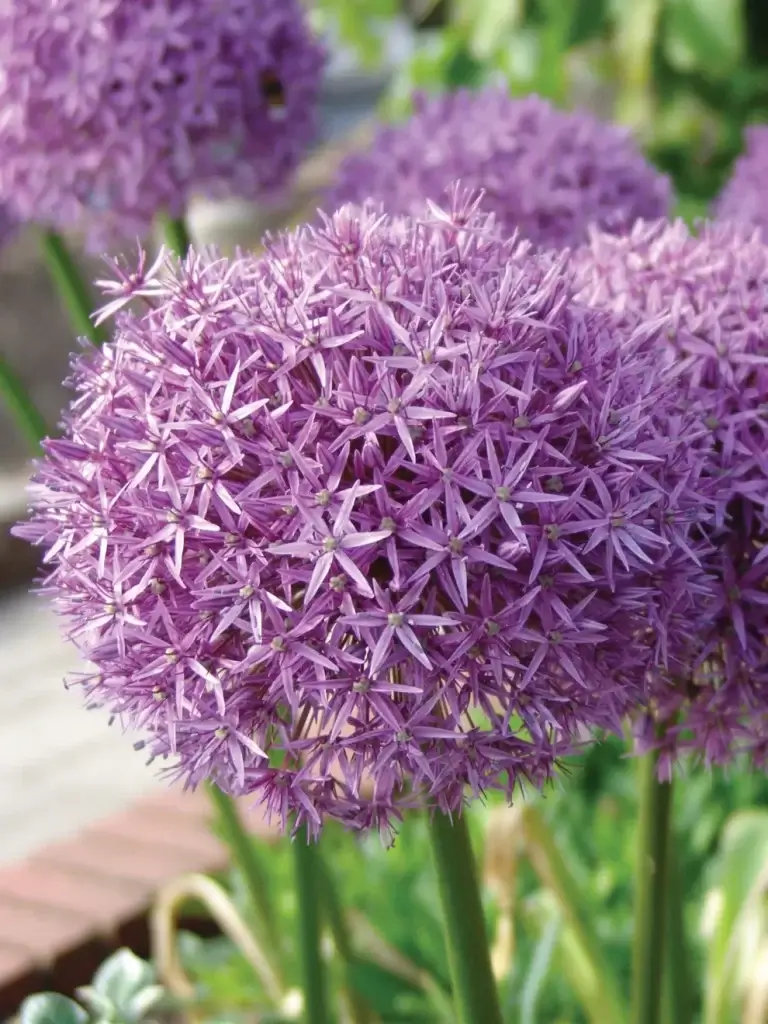 Globe Master Allium