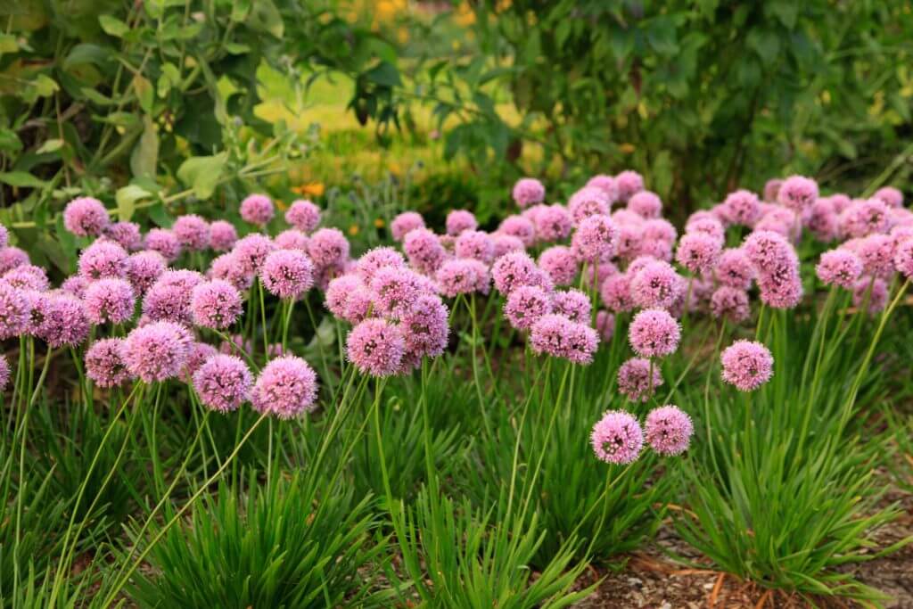 Allium “Mini Milli”