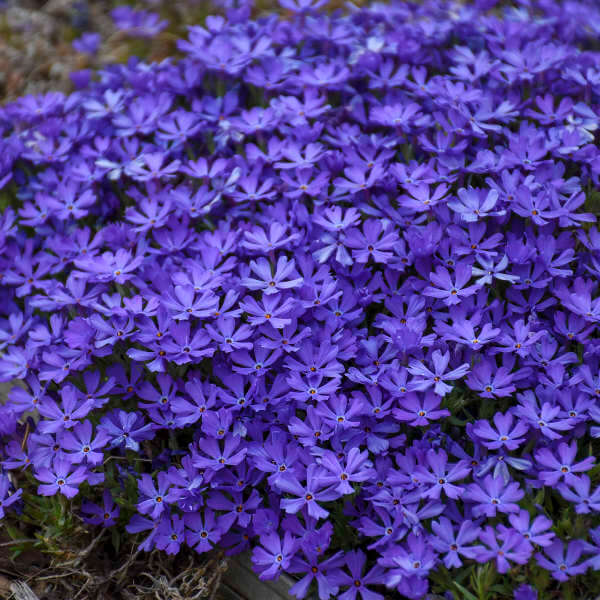 Phlox Violet Pinwheels