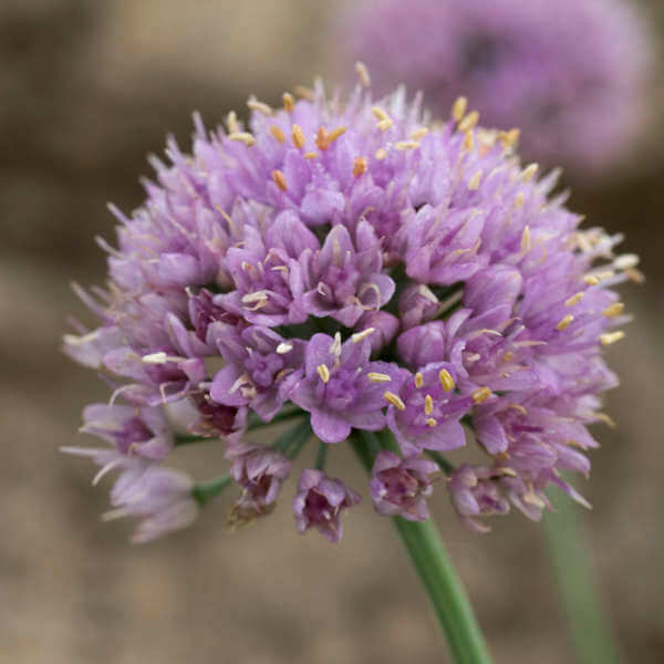 Allium Blue Eddy