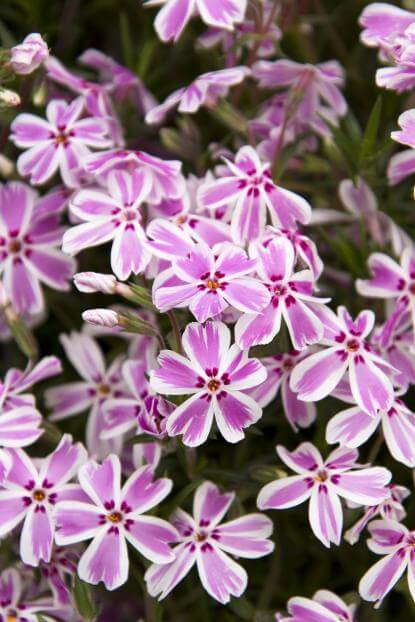 Phlox ‘Candy Stripe’