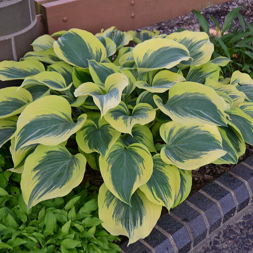 Hosta ‘Liberty’