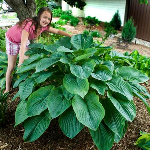 Hosta Empress Wu #1.5