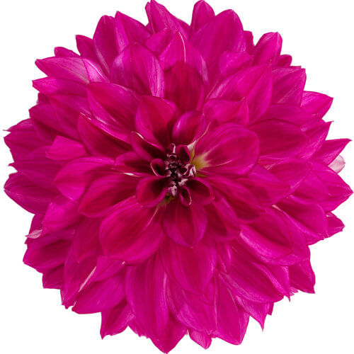 12″ Grande Cadena Dahlia