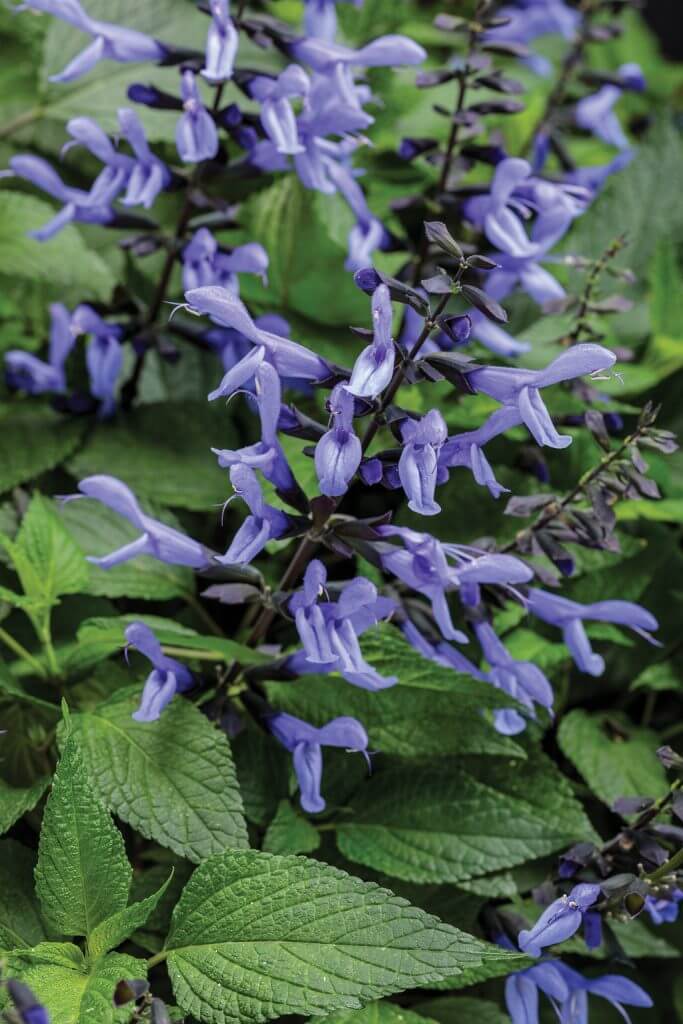 Salvia Rockin’ Blue Suede Shoes