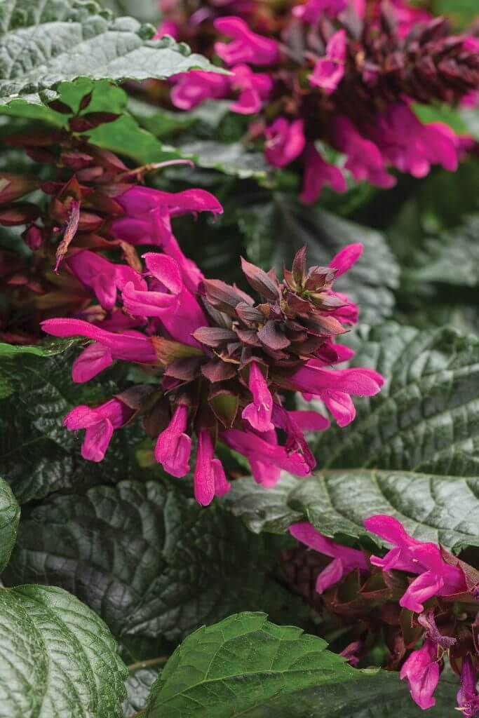 Salvia Rockin’ Fuchsia